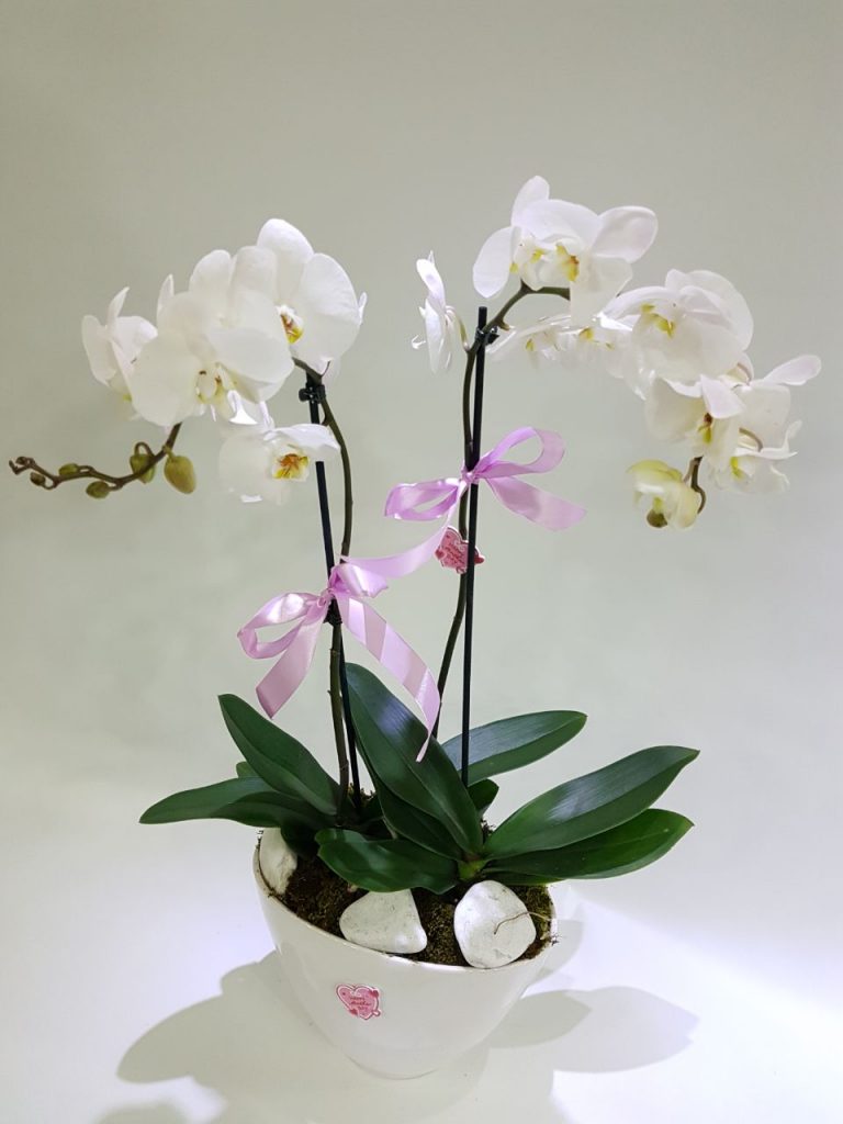 Send orchid plant Idea