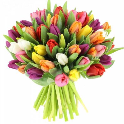 30 Multi Color Tulips