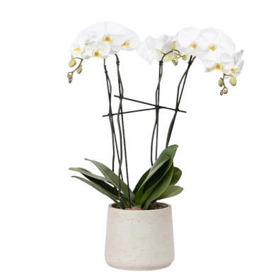 Phalaenopsis