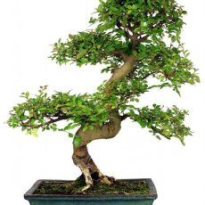 Bonsai