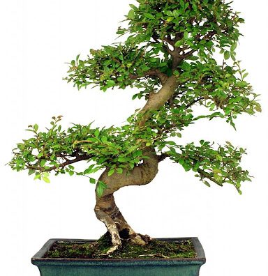 Bonsai