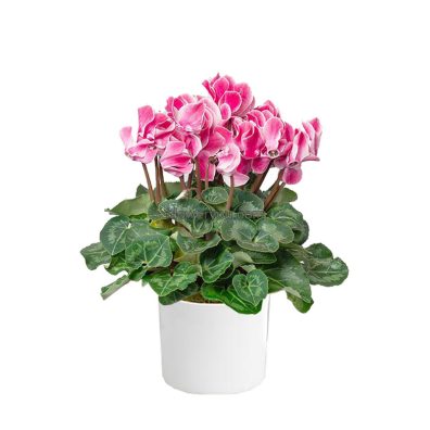 Cyclamen plant