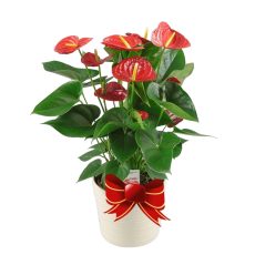 Anthurium Plants