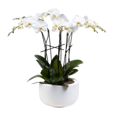 Phalaenopsis