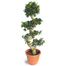 Bonsai Ficus S Shape