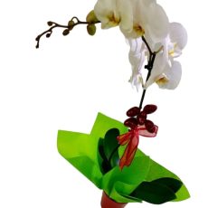 Phalaenopsis white or Color