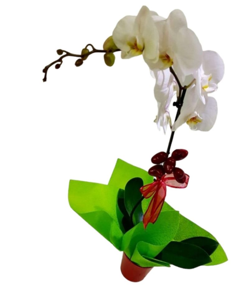 Phalaenopsis white or Color