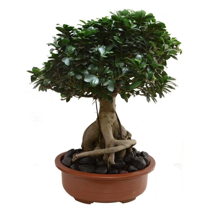 Bonsai Ficus Plants