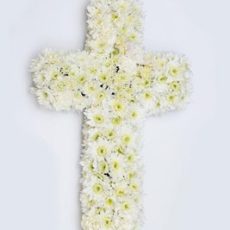 Chrysanthemum White Cross