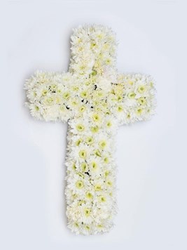 Chrysanthemum White Cross