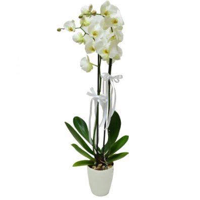 Phalaenopsis Two Stems