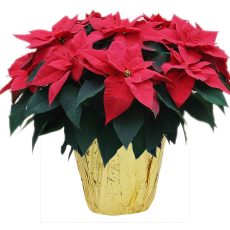 Poinsettia big p20