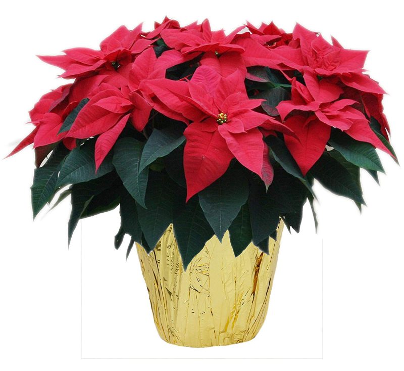 Poinsettia big p20